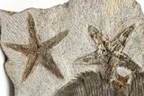 Dalmanitid (Eudolalites) Trilobite With Four Fossil Starfish #212377-3